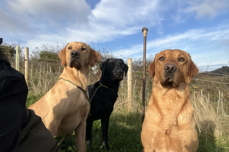 Labrador Retriever