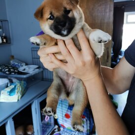 Japanese Shiba Inu - Both