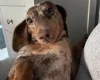 Dachshund (Smooth Haired)