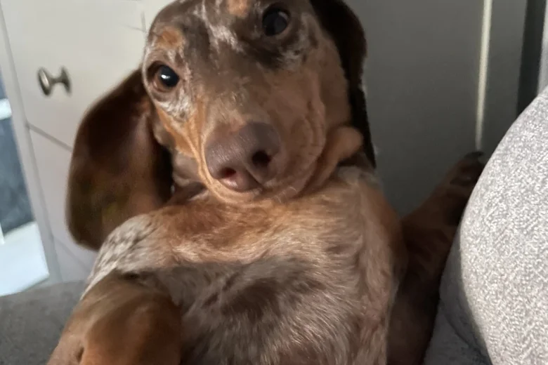 Dachshund (Smooth Haired)