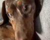 Dachshund (Smooth Haired)