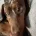Dachshund (Smooth Haired)