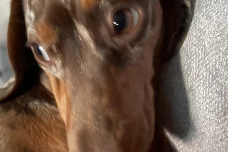 Dachshund (Smooth Haired)