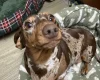 Dachshund (Smooth Haired)