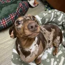 Dachshund (Smooth Haired)