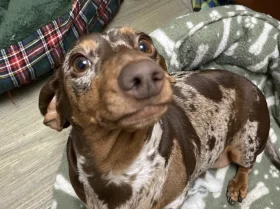 Dachshund (Smooth Haired)