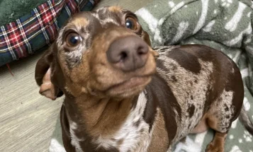Dachshund (Smooth Haired)