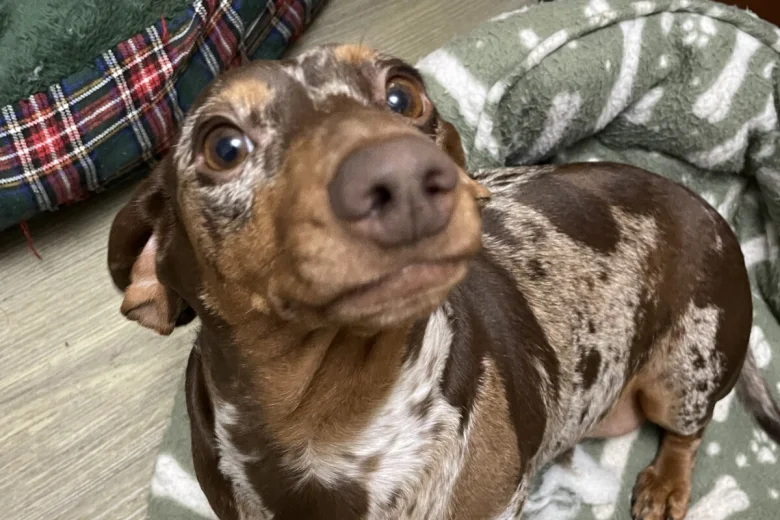 Dachshund (Smooth Haired)