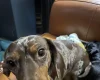 Dachshund (Smooth Haired)