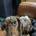 Dachshund (Smooth Haired)