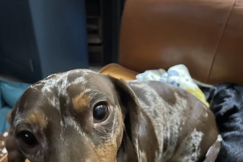 Dachshund (Smooth Haired)