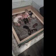 Presa Canario - Both