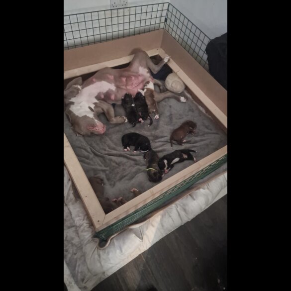 Presa Canario - Both