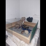 Presa Canario - Both