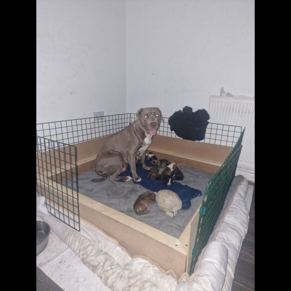 Presa Canario - Both