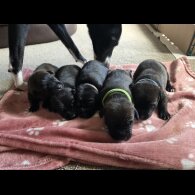 Lurcher - Dogs
