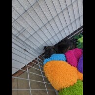 Lurcher - Dogs
