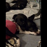 Lurcher - Dogs