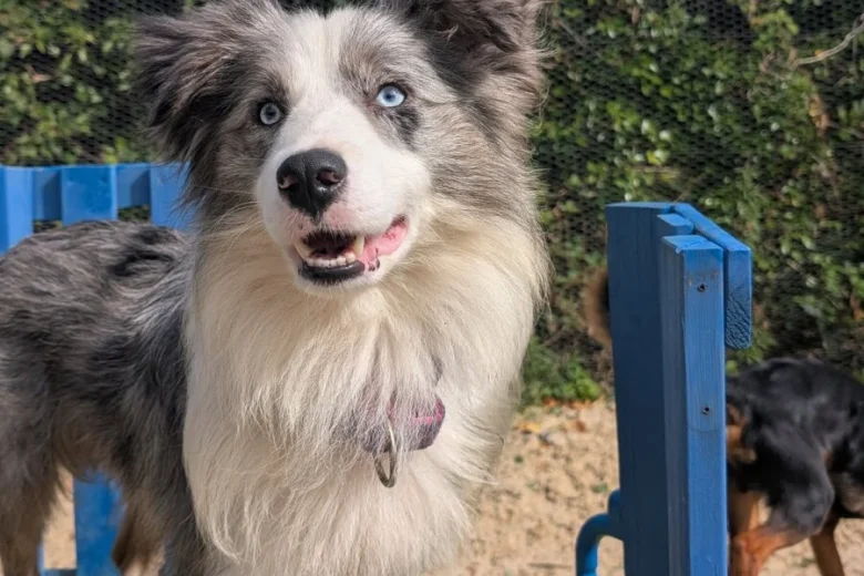 Border Collie