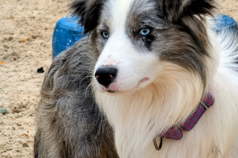 Border Collie