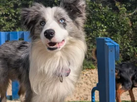 Border Collie