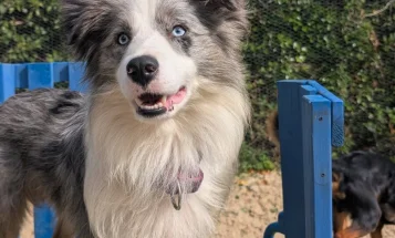 Border Collie