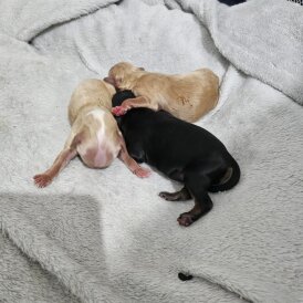Mixed Breed - Dogs