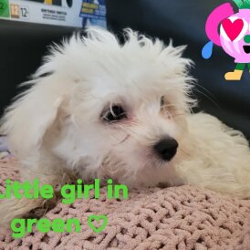 Maltese - Both