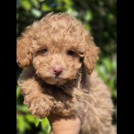Maltipoo - Both