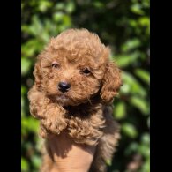 Maltipoo - Both