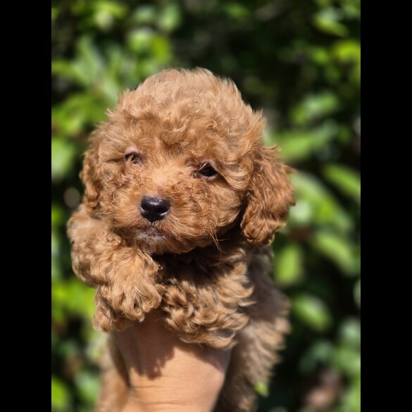 Maltipoo - Both