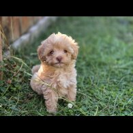 Maltipoo - Both