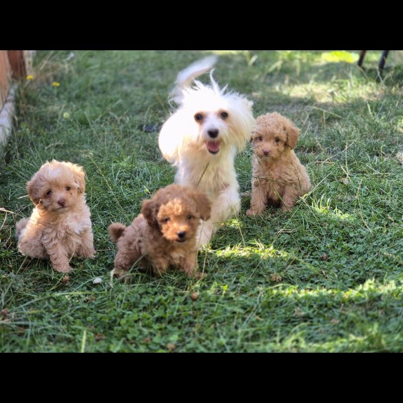 Maltipoo - Both