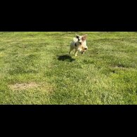 Tibetan Terrier - Bitches