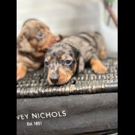 Dachshund (Smooth Haired) - Both