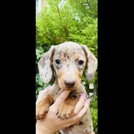 Dachshund (Smooth Haired) - Both