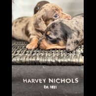 Dachshund (Smooth Haired) - Both