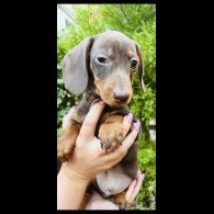 Dachshund (Smooth Haired) - Both