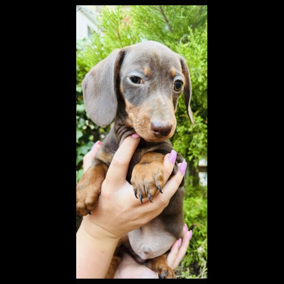 Dachshund (Smooth Haired) - Both