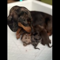 Dachshund (Smooth Haired) - Both