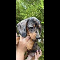 Dachshund (Smooth Haired) - Both