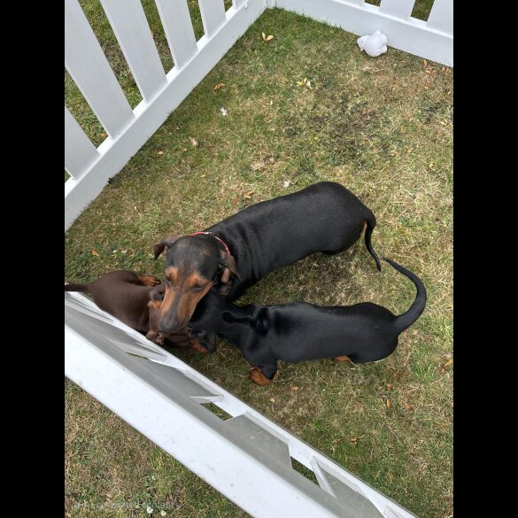 Dachshund (Smooth Haired) - Both