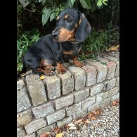 Dachshund (Smooth Haired) - Both