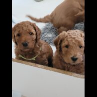 Goldendoodle - Both