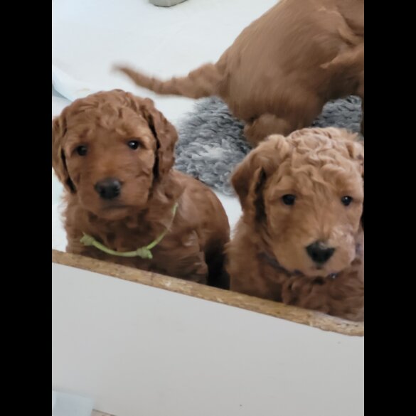 Goldendoodle - Both
