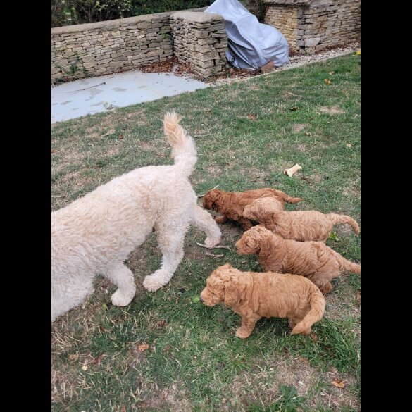 Goldendoodle - Both