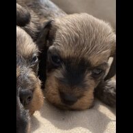 Dachshund (Smooth Haired) - Dogs