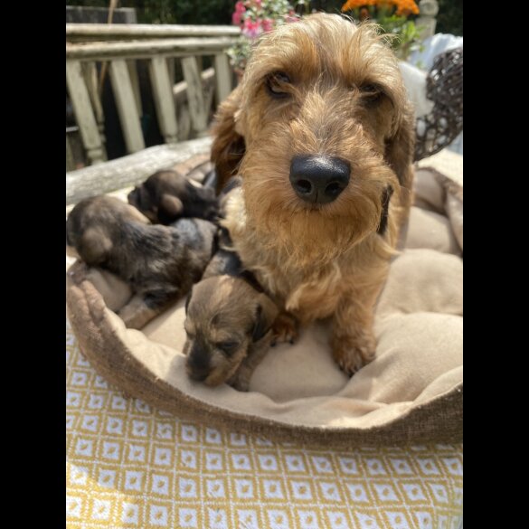 Dachshund (Smooth Haired) - Dogs