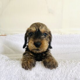 Dachshund (Smooth Haired) - Dogs