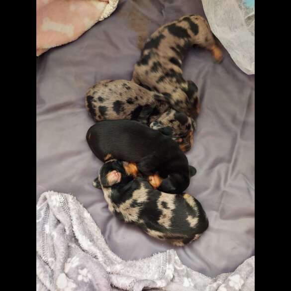 Dachshund (Smooth Haired) - Bitches